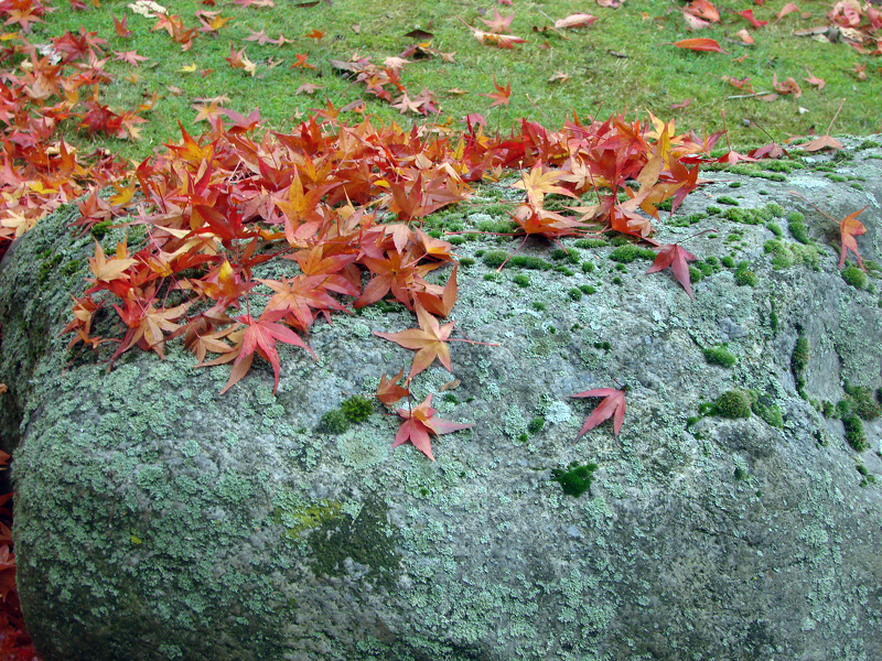 feuilles morte et pierre