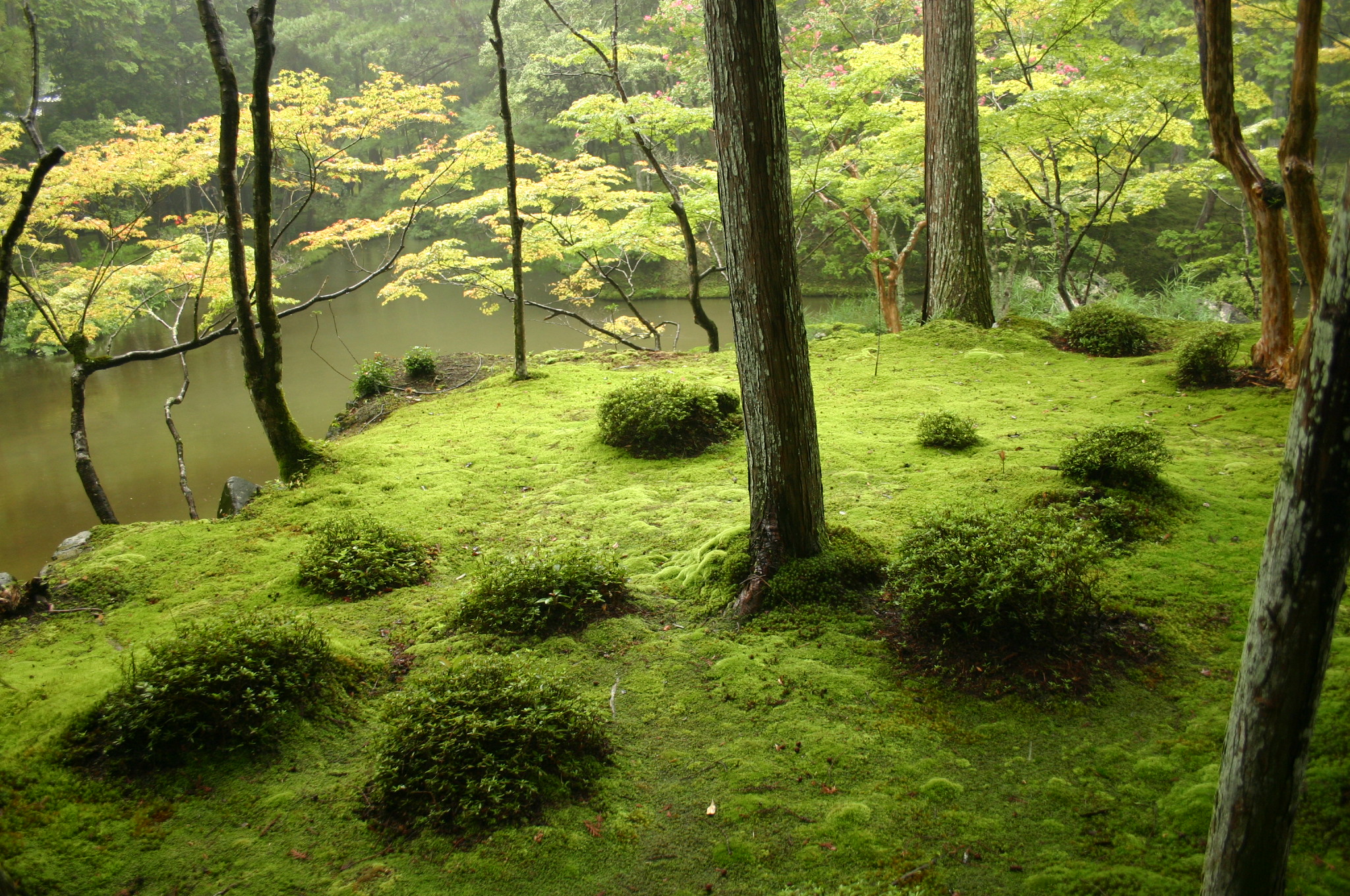 mousse jardin