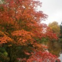Automne japonais : photos des érables rouges
