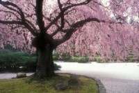 Flat Garden | Portland Japanese Garden