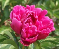 Flowers : Korakuen - one of the three most beautiful gardens in Japan, is a cultural heritage site for the world to treasure.