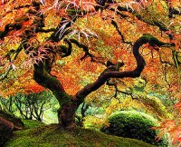 "That Tree" Portland Japanese Garden - une expo sur Flickr