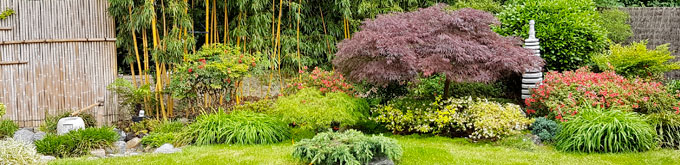 Jardin japonais: Choisir ses plantes