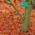 acer palmatum