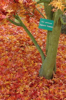 acer palmatum