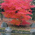 jardin_japonais_037