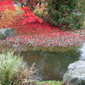 plage de galet sous les feuilles d'érable