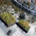 jardin_japonais_129