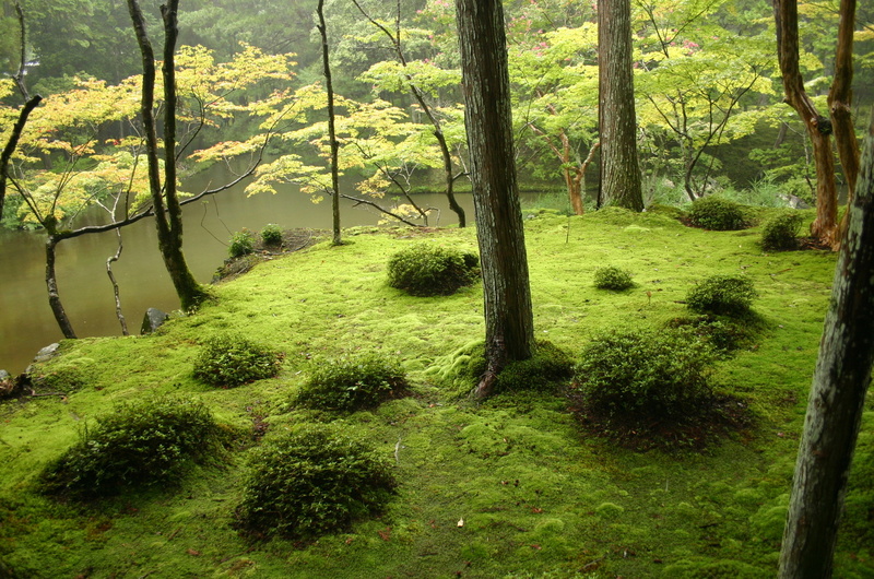Le Saihō-ji, plus connu sous le nom de Kokedera : le temple des mousses un aspect moins connus des jardins japonais
http://learn.bowdoin.edu/japanesegardens/gardens/saiho/saiho-ji.html
photo via wikimedia Saihouji-kokedera01.jpg