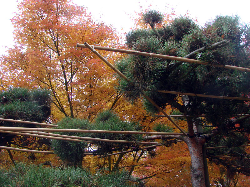 taille japonaise et  tuteurs