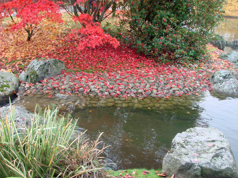 plage de galet sous les feuilles d'érable